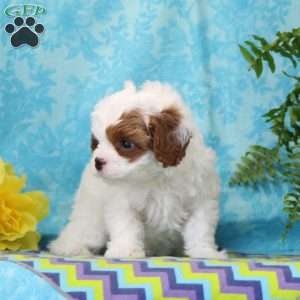 Lincoln, Cavapoo Puppy